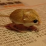 【世界一小さいネズミ】体長たったの3.7cm!? 　世界最小のネズミとは？　【バルチスタンコミミトビネズミ】